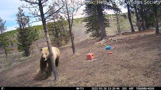 Grizzly Bear Chasing Alberta Wild Horses  ViralHog [upl. by Barling338]