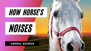 How Horses Sounds 🐎  The Animal Sounds  Animation [upl. by Ahsakal895]