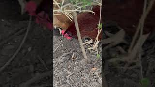 Chipmunk pecked by chicken and doesn’t care chickens [upl. by Antonella]