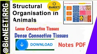 Connective Tissue 3  Loose amp Dense NEET Biology NCERT [upl. by Amsirahc]