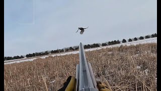 South Dakota Pheasant Hunting  Late Season 202223 [upl. by Idnerb]