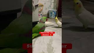 Mithu parrot birds parrottalking parrotlover petbird viral parrotspeak talkingparrot pets [upl. by Tarrah]