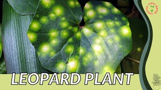 LEOPARD PLANT Information and Growing Tips Ligularia spp [upl. by Damiani]