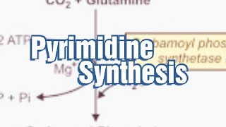 Pyrimidine Synthesis Denovo synthesis of Pyrimidine Pyrimidine Biosynthesis Pyrimidine Metabolism [upl. by Chute222]