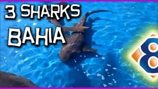 3 AMAZING SHARK in Praia do Forte BRAZIL [upl. by Aurita940]