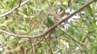 White Cheeked Barbet Call [upl. by Yerffej512]