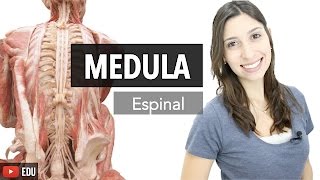 Sistema Nervoso 36 Medula Espinal  Anatomia e etc [upl. by Nyberg33]