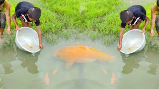 Amazing hand fishing video  Smart boys catching fish by hand from mud water in Village part 6 [upl. by Ahsenar]