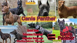 Canis Panther  കാനിസ് പാന്തർ  Malayalam  Palakkadan Pets [upl. by Binnie]