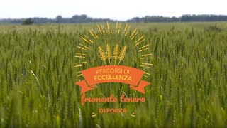 Percorsi di Eccellenza BASF 2018 – Frumento Tenero di Forza [upl. by Gaylor]