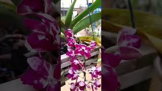 Rhynchostylis Gigantea Spot Escuro Mudas a disposição WhatsApp 17981904781 [upl. by Laughry]