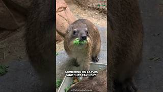 Hyrax  Closest Relative Of Elephant [upl. by Lynette]