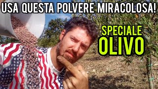 Concimare lolivo fallo a settembre per raccogliere più olive nel futuro [upl. by Holmen32]