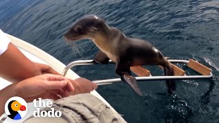 Hurt Sea Lion Asks Boaters For Help  The Dodo [upl. by Anuaek]