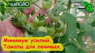 УРОЖАЙ ТОМАТОВ БЕЗ ЗАТРАТ и УСИЛИЙ вообще без опрыскиваний но с удалением листьев Как это [upl. by Nitaj]