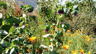 Valley Carpenter bee robbing from Honeywort Cerinthe major [upl. by Enisaj725]