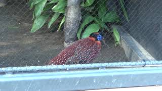 【上野動物園の鳥】ベニジュケイ Temmincks Tragopan ★2024629★ ＃動物園の鳥＃ベニジュケイ [upl. by Ullyot]