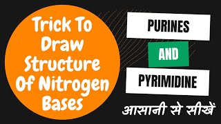 Trick To Draw Structure Of Nitrogen Bases‌  Purine And Pyrimidine [upl. by Zephan]