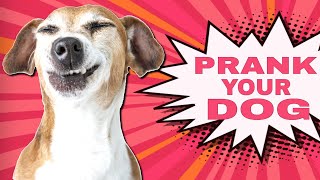 Prank Your Dog Sounds [upl. by Antonella799]