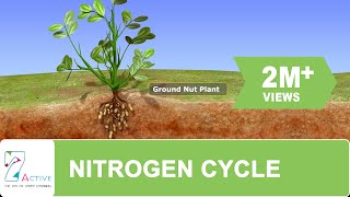 NITROGEN CYCLE [upl. by Callas]