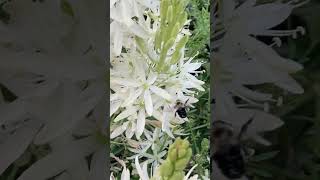 Bumblebees on Camassia June 4 2023 [upl. by Salangi]