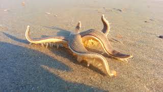 Starfish Walking on the Beach [upl. by Ettegdirb]