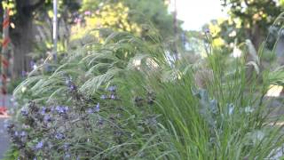 Achnatherum calamagrostis in my garden [upl. by Wilfrid]