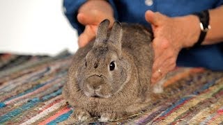 How to Help a Rabbit with Gas Pain  Pet Rabbits [upl. by Eeleimaj]