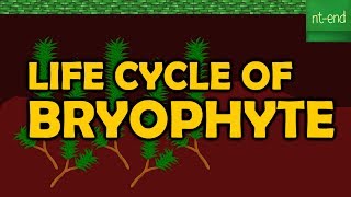 LIFE CYCLE OF BRYOPHYTE [upl. by Oravla]