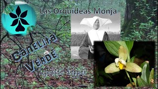 La Canelita Verde una orquídea monja  Lycaste deppei [upl. by Arakawa716]