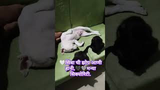 सिंबा चे राखणदार 🤍🩶🖤youtube ytshortshoneymanya ssimba animalslove [upl. by Nasas]