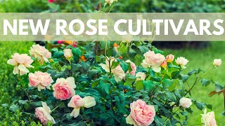 How Are Rose Varieties Developed [upl. by Laughry136]