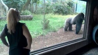 Silverback Gorillas Fighting Over Attention at Omaha Zoo [upl. by Philemol]