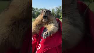 Funny and cute marmot animal viral funnyvideo [upl. by Amitie]