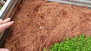 Mulching a raised garden bed with pine needles [upl. by Kristien]