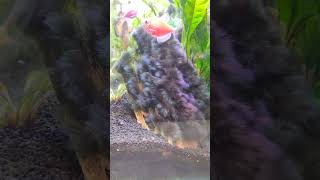 Algae aquascape plantedtank aquarium ikanhias freshwateraquarium glofish hobi hobby [upl. by Adyam]