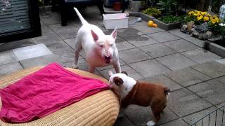 Bulldog vs Bull terrier [upl. by Susej]