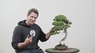 Procumbens Bonsai Spring Work [upl. by Haidadej]