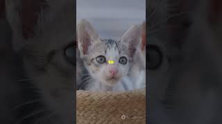 Adorable kittens saying quotMeow Meowquotcat viral viralvideo [upl. by Aisital]