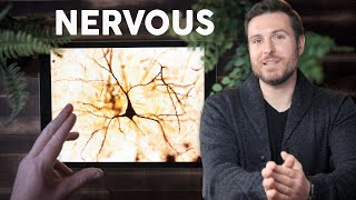 Nervous Tissue Histology Explained for Beginners [upl. by Mehala]