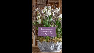 How to create an indoor display of pretty paperwhites [upl. by Anu]