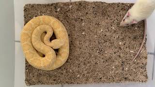 Feeding Albino Western Diamondback Rattlesnake [upl. by Waldner]