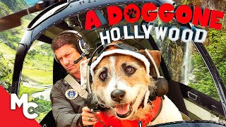 A Doggone Hollywood  Full Family Adventure Movie  Dog Movie [upl. by Tnarg814]