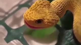 Baby atheris hispida makes squeak [upl. by Johen]