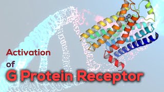 Activation of G protein receptor  G Proteincoupled Receptor [upl. by Vary47]