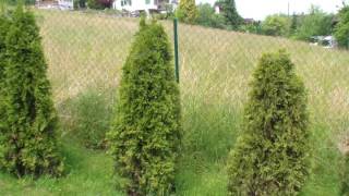 Thuja Hecke pflanzen  umpflanzen [upl. by Vassaux]