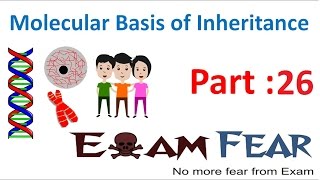 Biology Molecular Basis of Inheritance part 26 Codons for Amino Acids class 12 XII [upl. by Yurt]