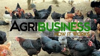 Agribusiness Philippines [upl. by Zucker971]