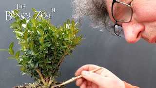 Starting a Boxwood Bonsai The Bonsai Zone Feb 2022 [upl. by Anik]