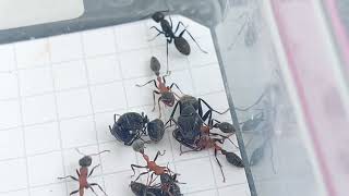 Epic Ant Battles 13 5x5 Tetraponera rufonigra Thailand vs Camponotus vagus Italy 24092023 [upl. by Ahsilad819]